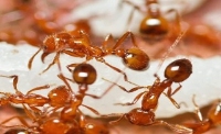 Ant Pest Control Melbourne in  VIC