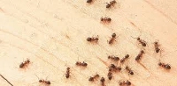  Pest Control Subiaco in Subiaco WA
