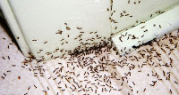 Pest Control Wahroonga