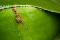 Ants Control Brisbane