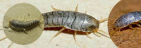  Silverfish Control Melbourne in Melbourne VIC