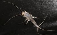 Silverfish Control Canberra