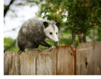 Possum Removal Brisbane