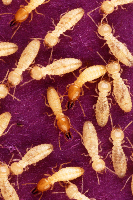  Best Termite Inspections Canberra in Canberra ACT
