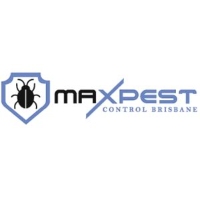 Spider Pest Control Brisbane