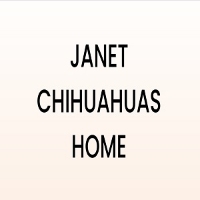  JANET CHIHUAHUAS HOME in Sydney NSW