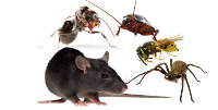 Pest Control Canberra