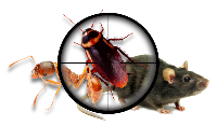 Pest Control Perth