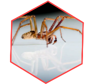 Best Pest Control in Canberra ACT