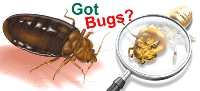  Residential Pest Control in Melbourne VIC