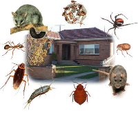  Bee Pest Control Adelaide in Adelaide SA