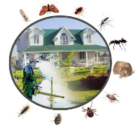  Bee Pest Control Adelaide in Adelaide SA