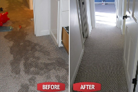 Carpet Mould Damage Removal Brisbane