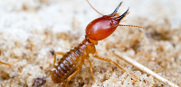 Termite Control Melbourne