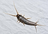 Silverfish Control Melbourne