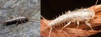 Silverfish Control Perth