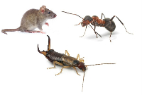  Pest Control Canberra in Canberra ACT