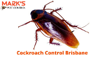 Cockroach Control Brisbane