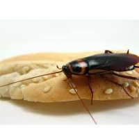  Cockroach Control Canberra in Canberra ACT