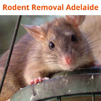 Rodent Control Adelaide