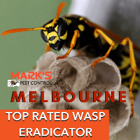  Wasp Removal Melbourne in Melbourne VIC