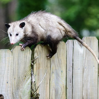 Possum Catcher Brisbane