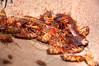 Cockroach Control Brisbane