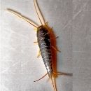 Silverfish Treatment Brisbane