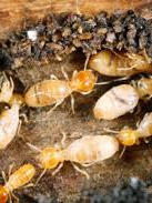  Termite Control Melbourne in Melbourne VIC