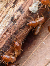  Termite Control Melbourne in Melbourne VIC