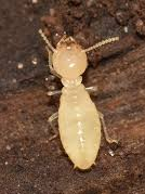 Termite Epsom