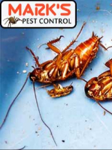 Pest Control Lithgow