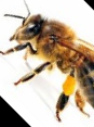 Bees Control Perth in Perth WA