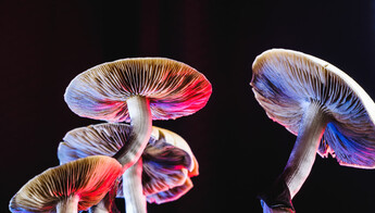 Buy Psychedelic Mushrooms Online in Australia from The Best and Most Reliable Magic Mushrooms Shop in Australia 2023