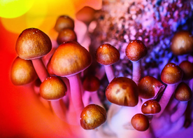 TrippyShrooms Australia: Your Go-To Destination for the Best and Most Reliable Magic Mushrooms in Australia 2023